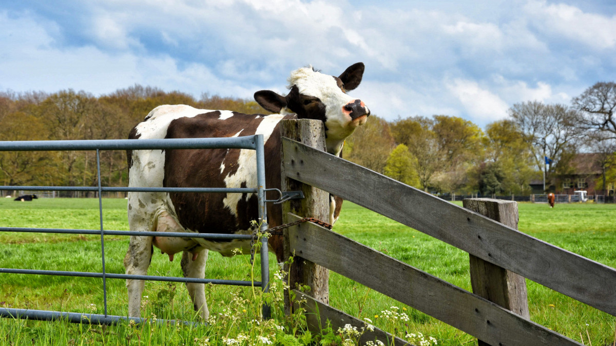 Agro: ﻿﻿Nieuwe maatregelen om de druk op de mestmarkt te verlichten﻿